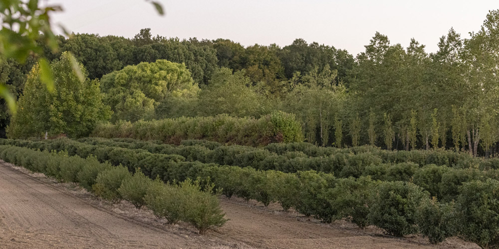 Owen Brothers Tree Farm